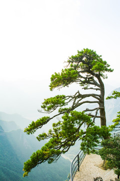 南山不老松