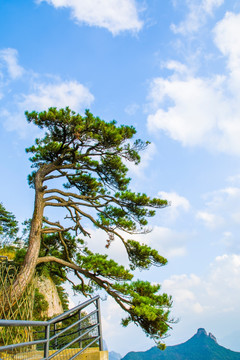 松树