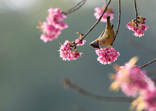黄颈凤鹛 樱花