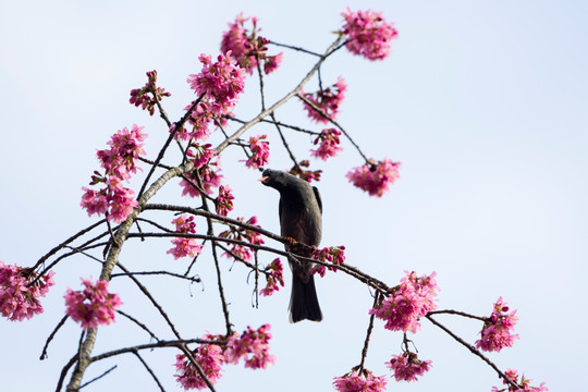 黑短脚鹎 樱花