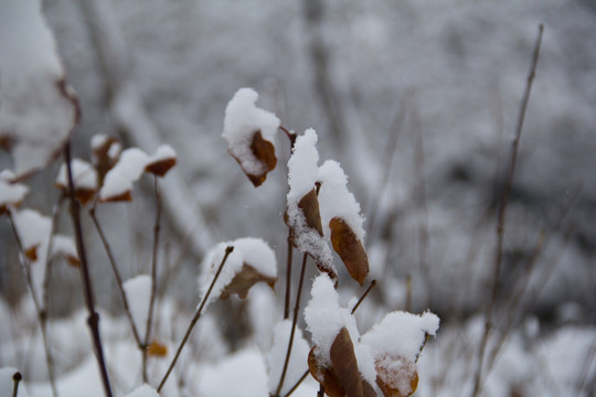 大雪