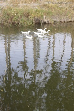 池塘里的白鸭子
