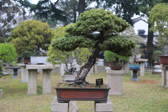 盆栽 植物