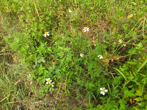 野菊花