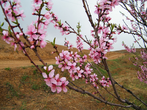 桃花