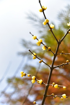 梅花