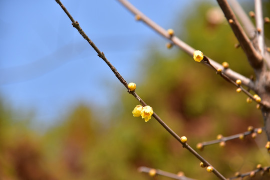 梅花