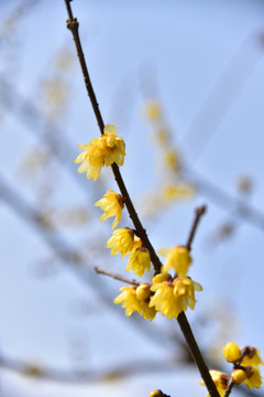 梅花