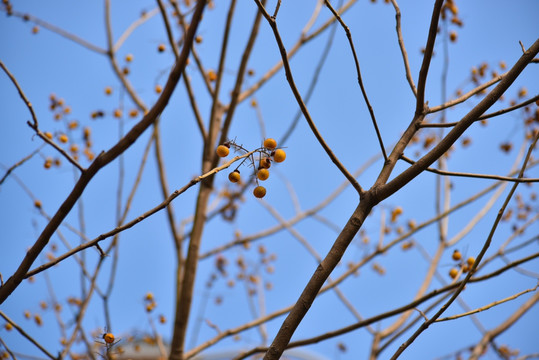 树枝