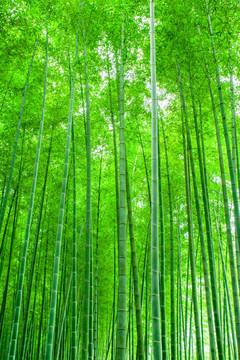 竹