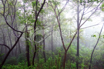 岳麓山晨雾树林