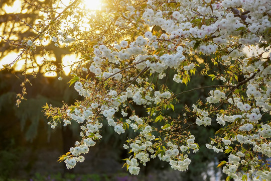 樱花