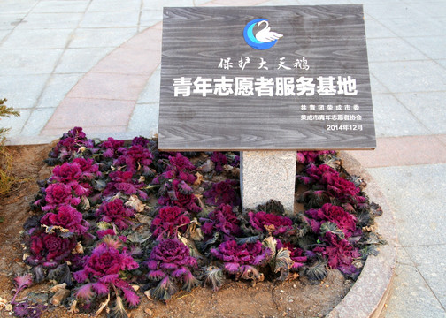 保护天鹅 志愿者