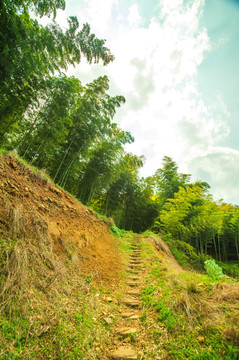 中国南方山坡上的竹林