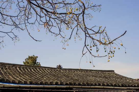 屋顶与楝树果