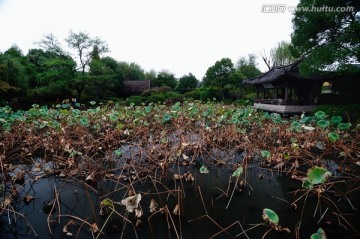 荷塘秋景