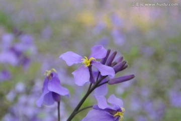 迎春花