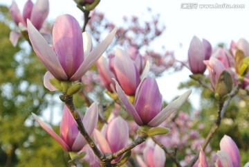 玉兰花