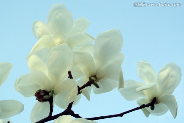 白玉兰