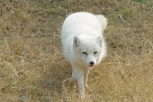 白狐