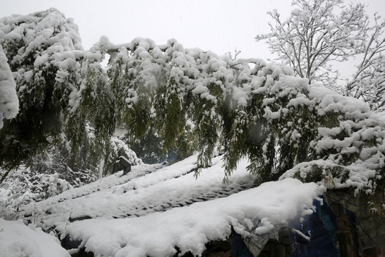 雪景