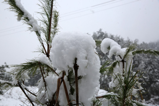 雪景