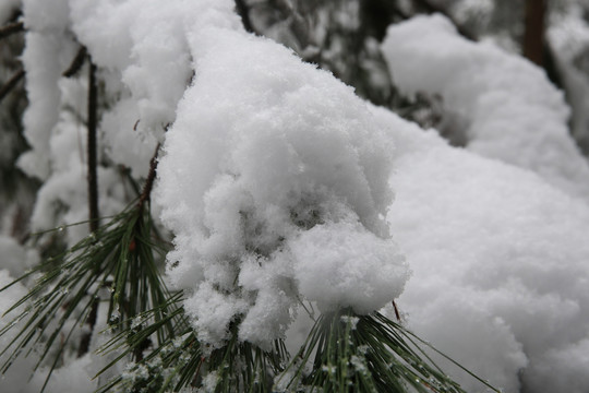 雪景