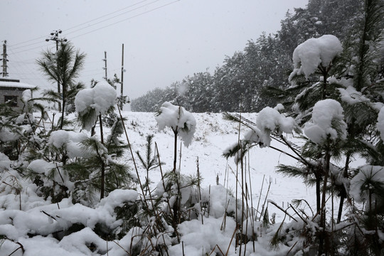 雪景