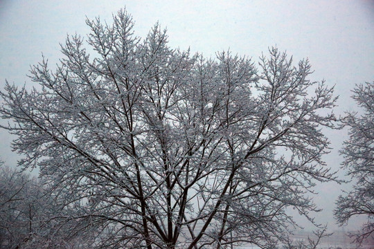 雪景 大树