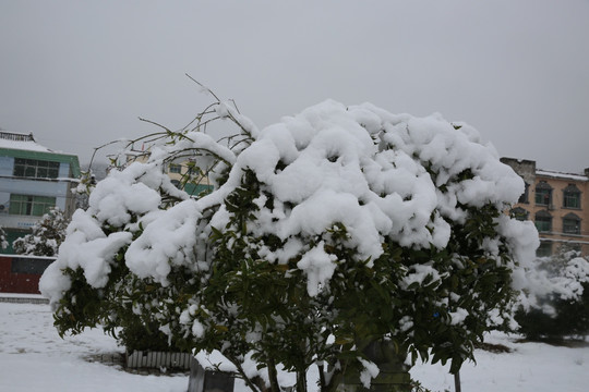 雪景