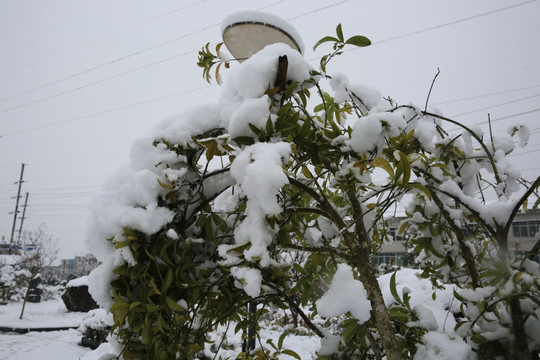 雪景