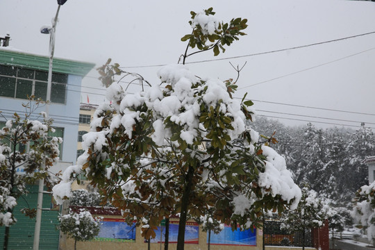 雪景