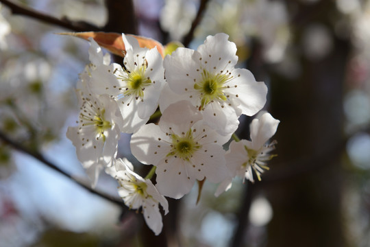 梨花