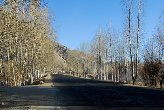 西藏公路树木