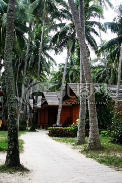 椰林 小屋
