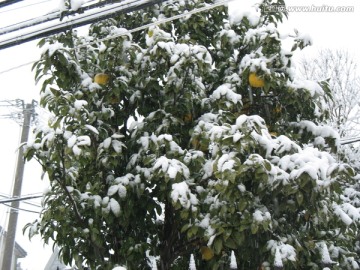 雪中的文旦树