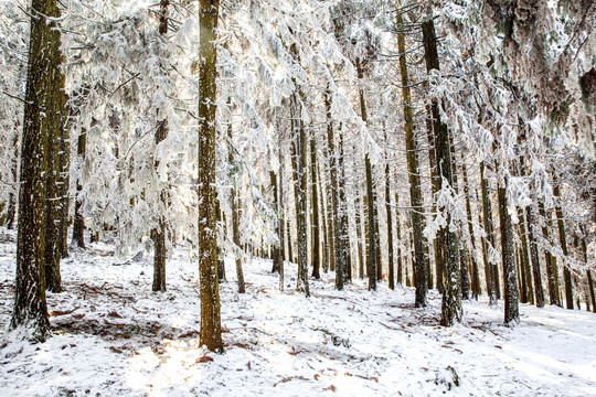 仙女山冬雪景观