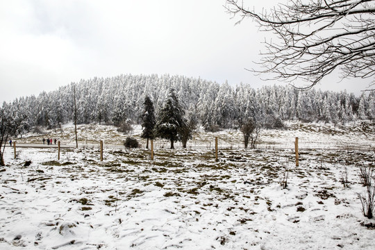 仙女山冬雪景观