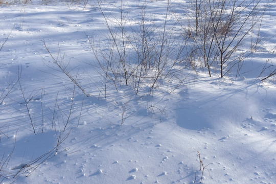 雪地