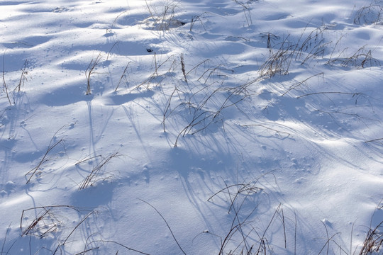 冬雪