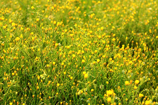 黄色野花背影素材
