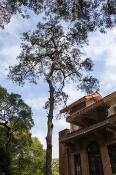 中山大学礼堂 一棵松树