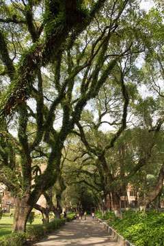 中山大学林荫走道