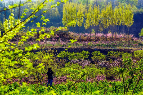 田园春色