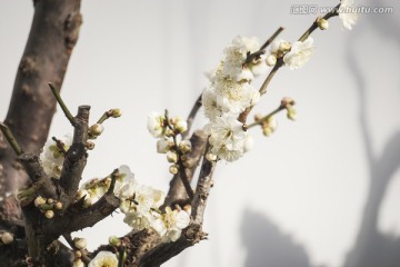 白梅