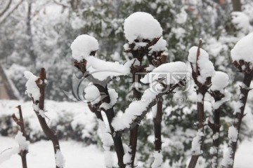 白雪