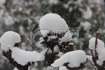 白雪