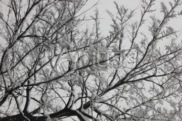 白雪