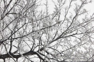 雪 树枝