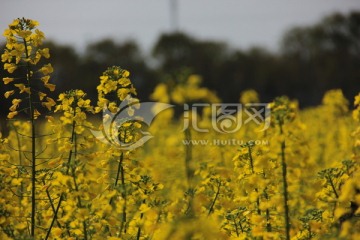 油菜花